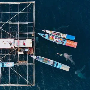 Whale Shark Trip 2D 1N