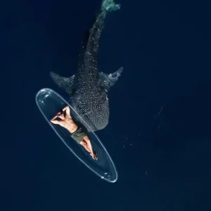 Whale Shark Trip 3D 2N