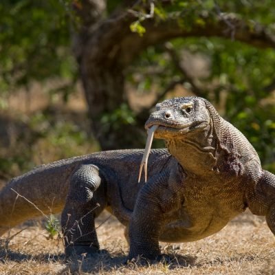 Open Trip 3 Days 2 Nights Labuan Bajo, Komodo, Flores