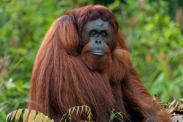 orang utan 2