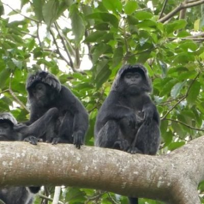 tetebatu-monkey-forest